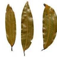 Bayleaf
