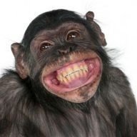 Talking Monkey