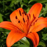 PrincessTigerLily