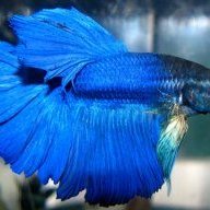 Blue Betta