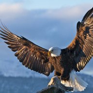 Mohit Eagle