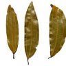 Bayleaf