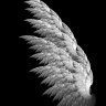 Angelswings