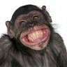 Talking Monkey