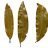 Bayleaf