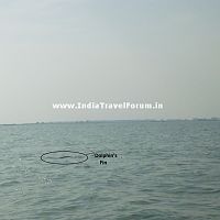 Media 'Dolphin' in album 'Chilika Lake'