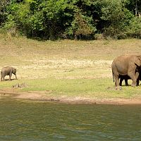 Elephant Family - Image Credit @ Saurabh