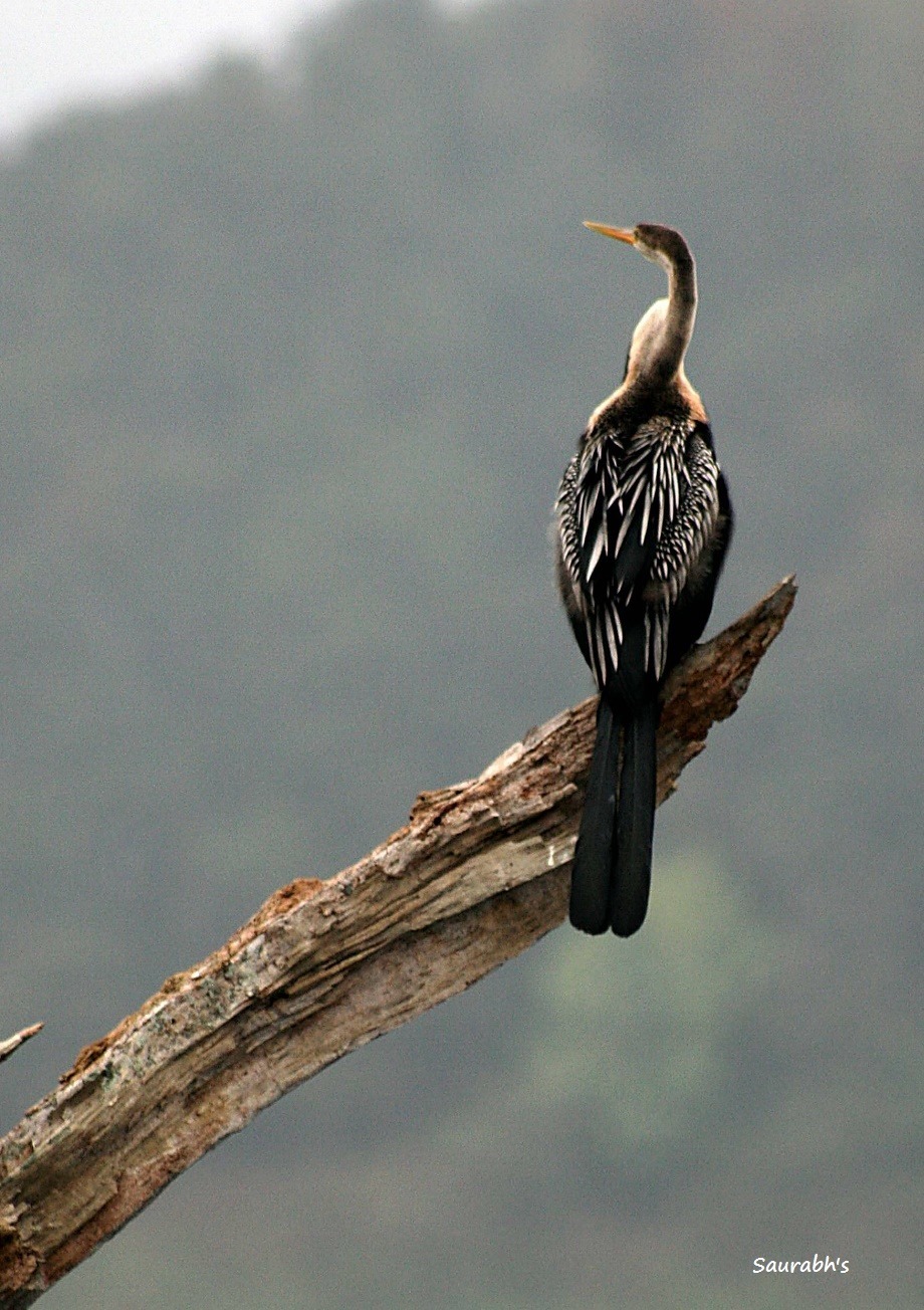 A Darter - Image Credit @ Saurabh