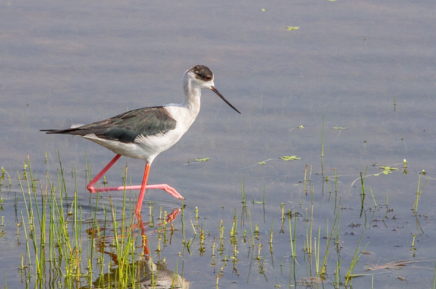 An Indian Egret - Not Sure - Image Credit @ Saurabh