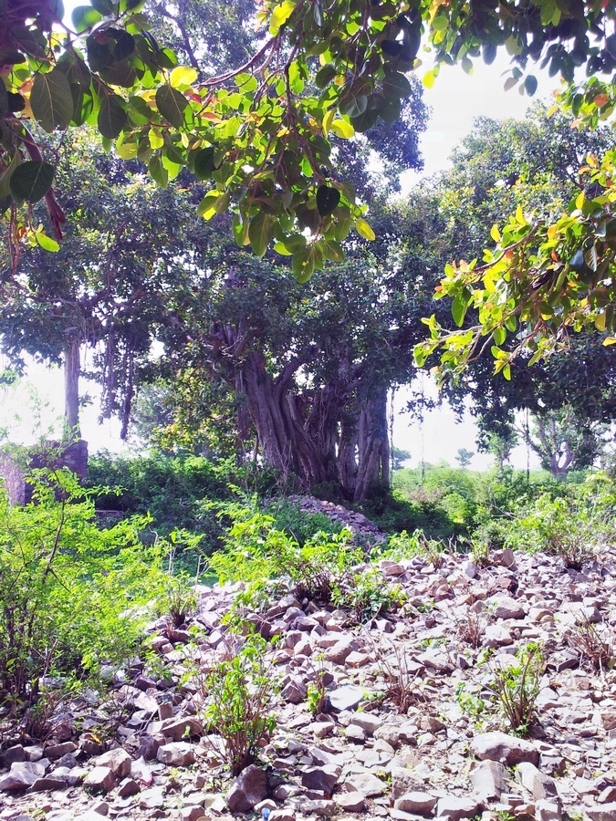 Bargad tree at Bhangarh fort