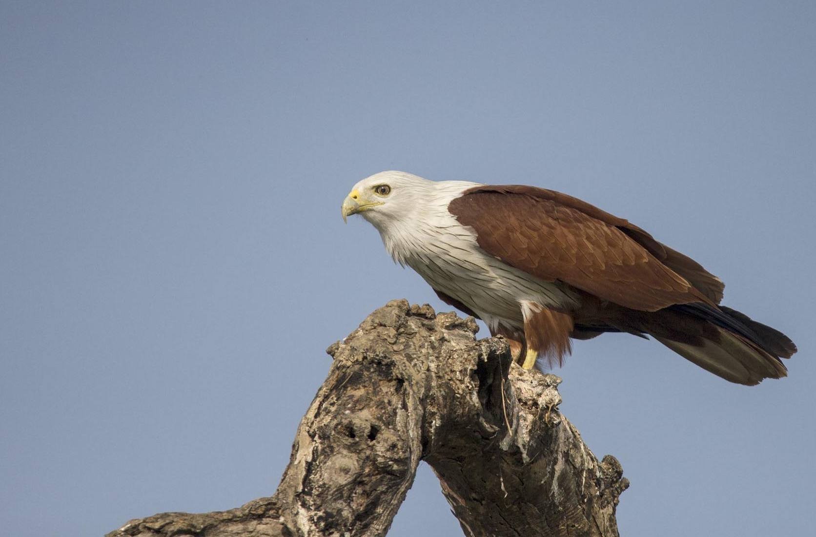 Brahminy Kite - Image Credit @ Saurabh