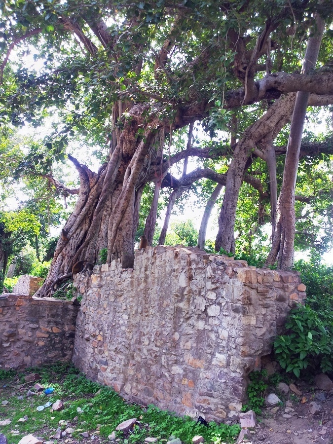 Centuries old banyan tree Bhangarh
