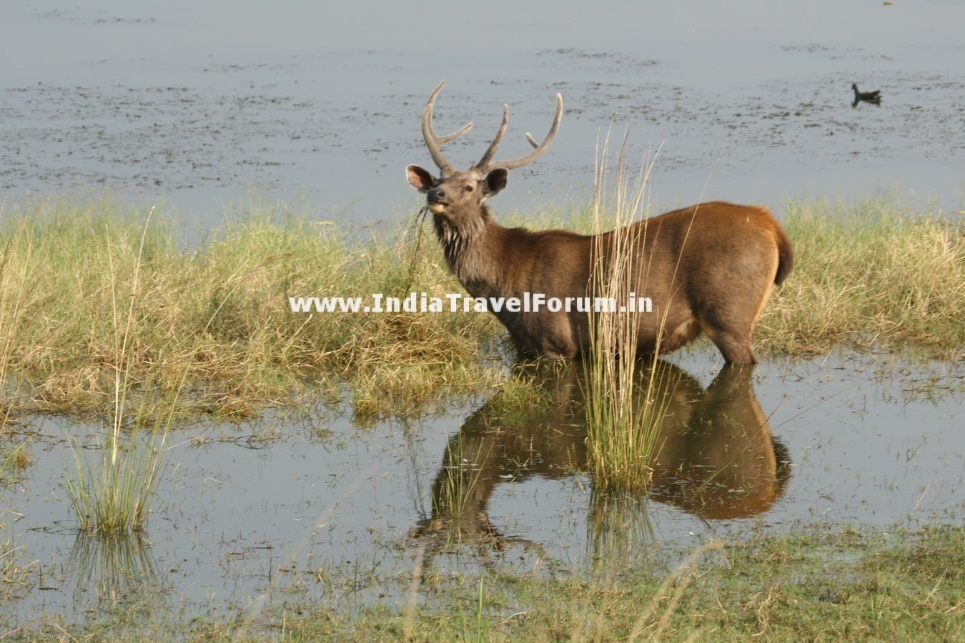 Deer At Ranthambore