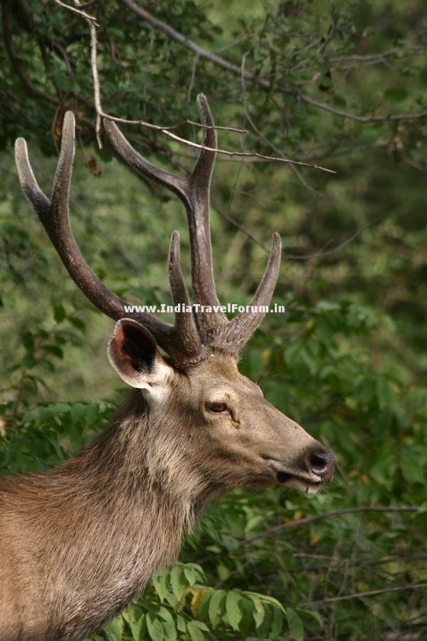 Deer Closeup At Ranthambore