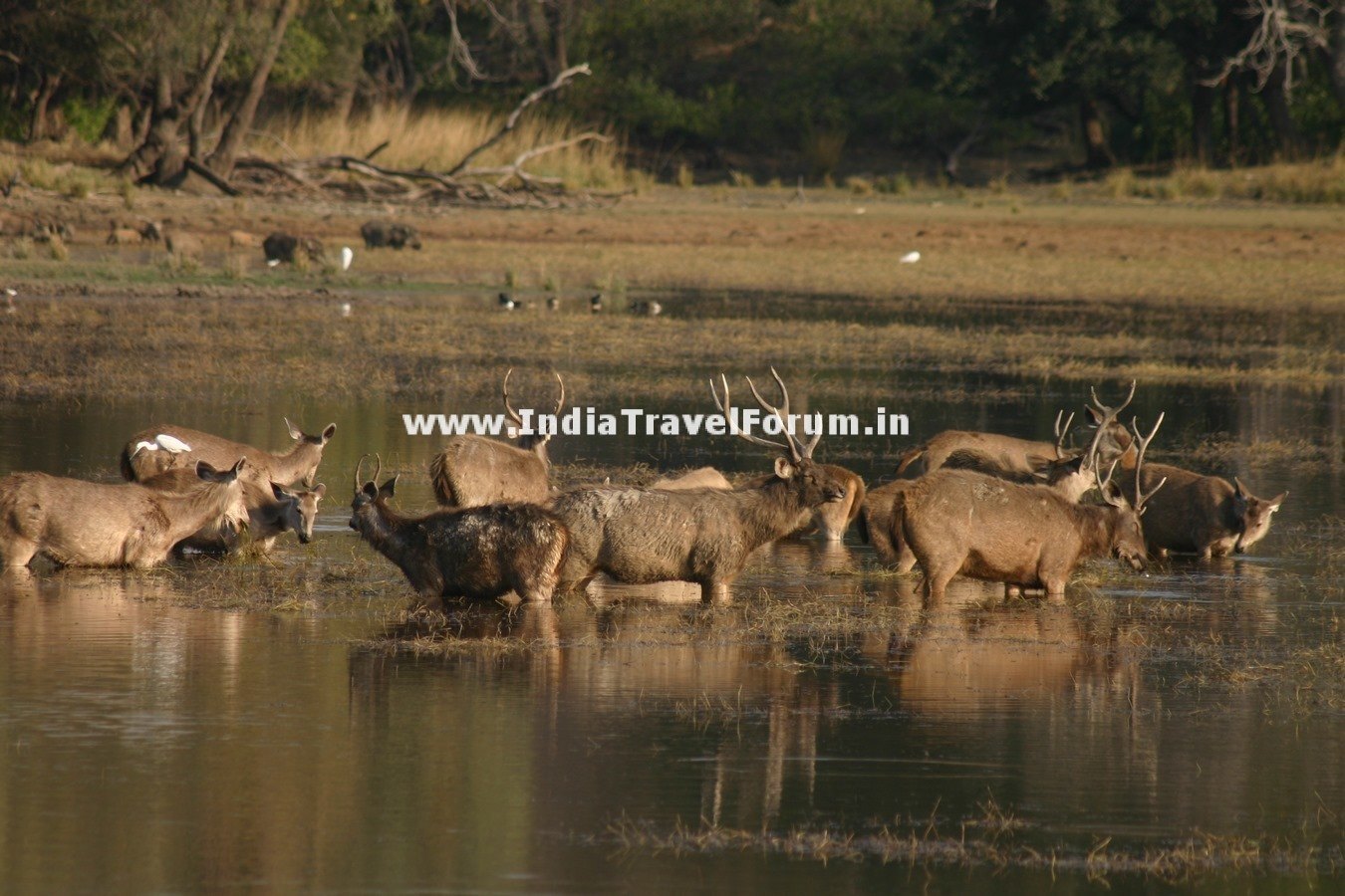 Deers At Ranthambore In Water