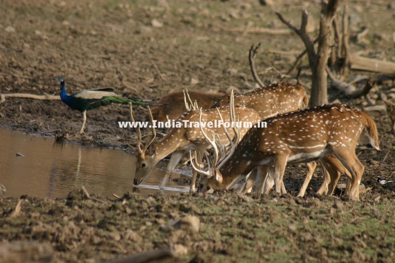 Deers Drinking Water At Ranthambore