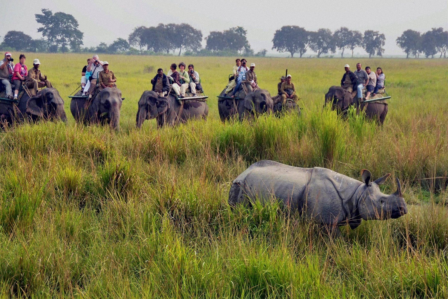 Elephant Safari At Kaziranga - Image Courtesy @Wiki