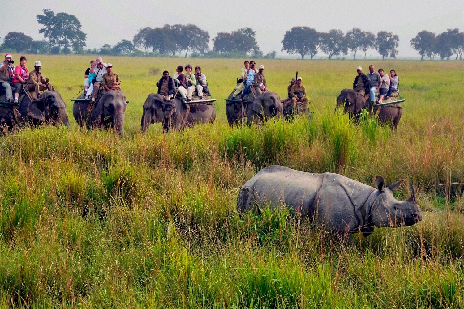 Kaziranga Rhino