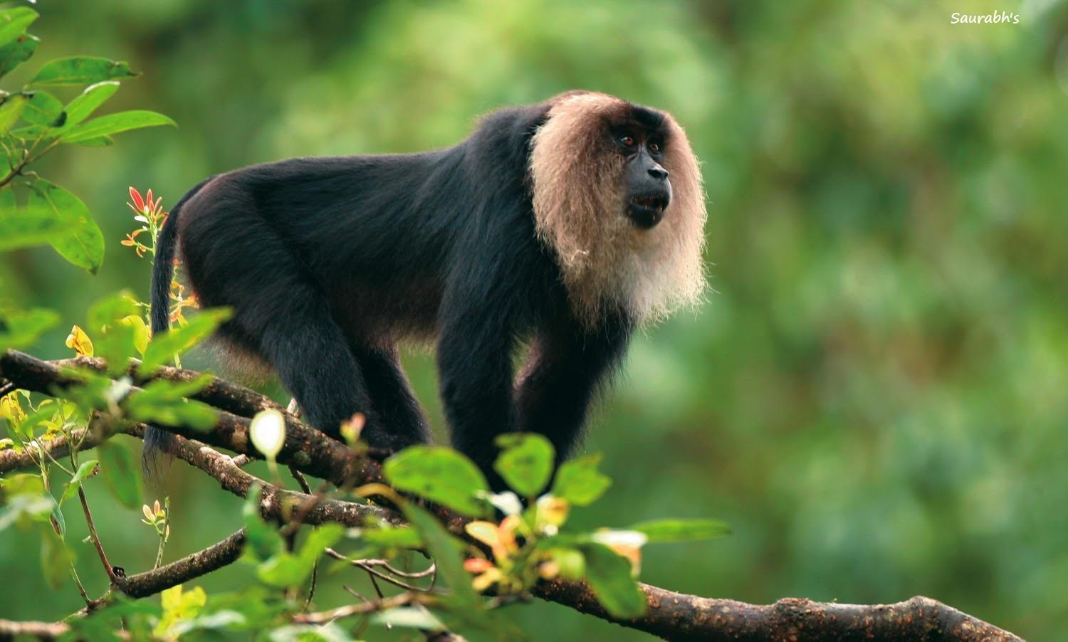 Lion-tailed Macaque - Image Credit @ Saurabh