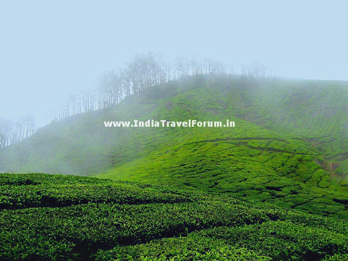 Misty Munnar - Early Morning Fog