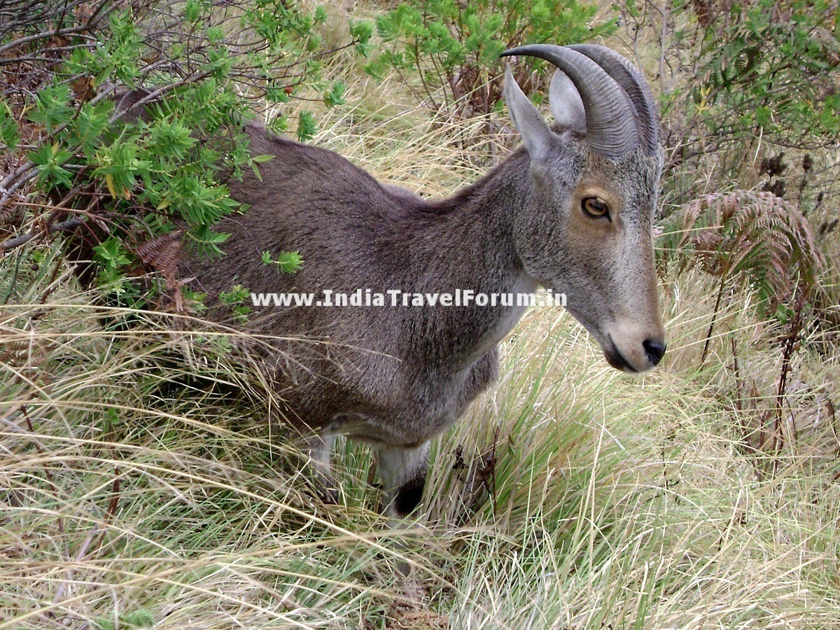 Nilgiri Tahr