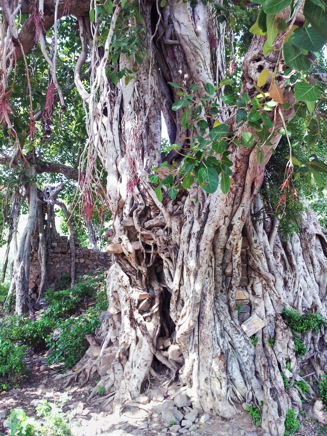 Old Banyan tree Bhangarh