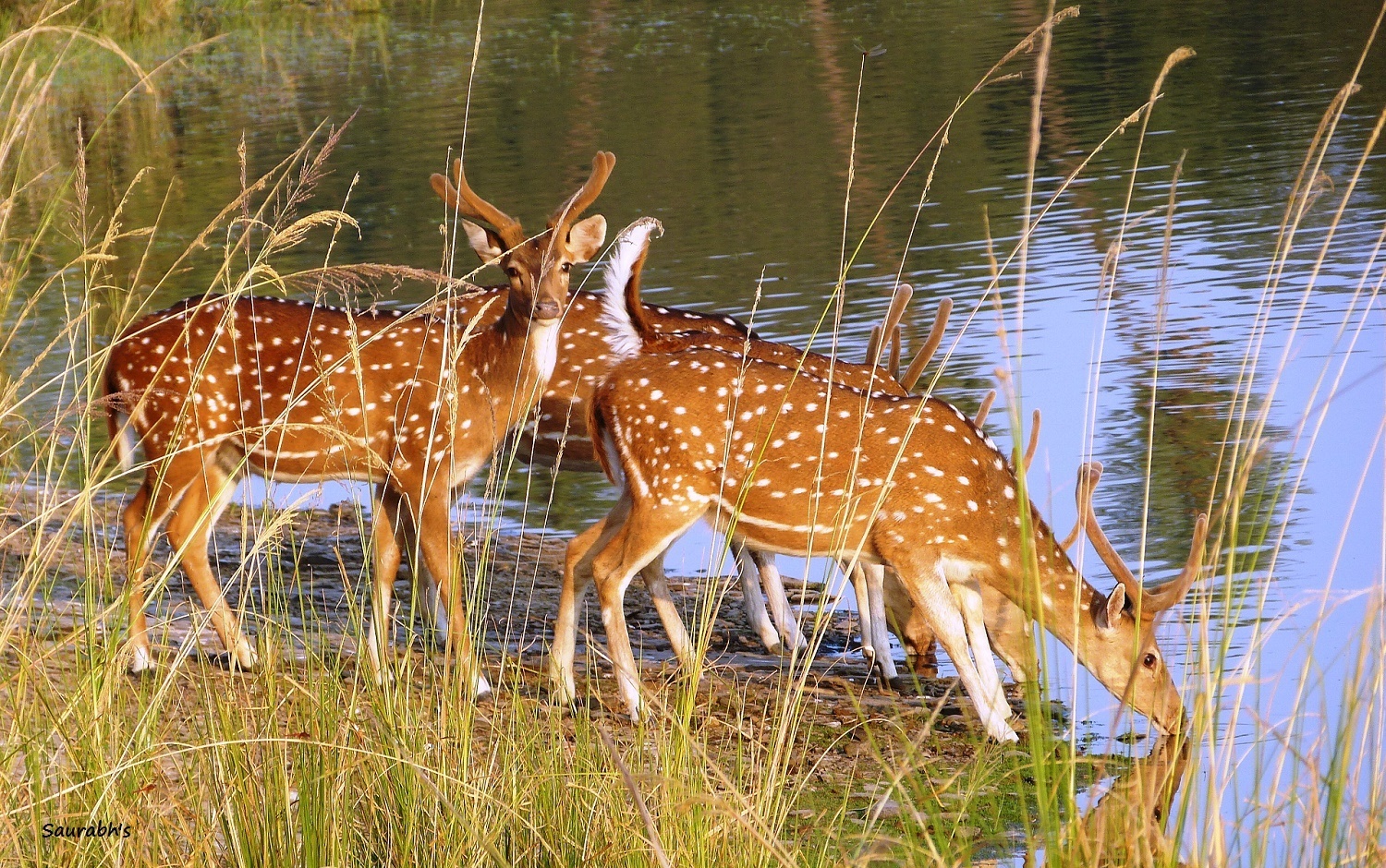 Spotted Deers - Image Credit @ Saurabh
