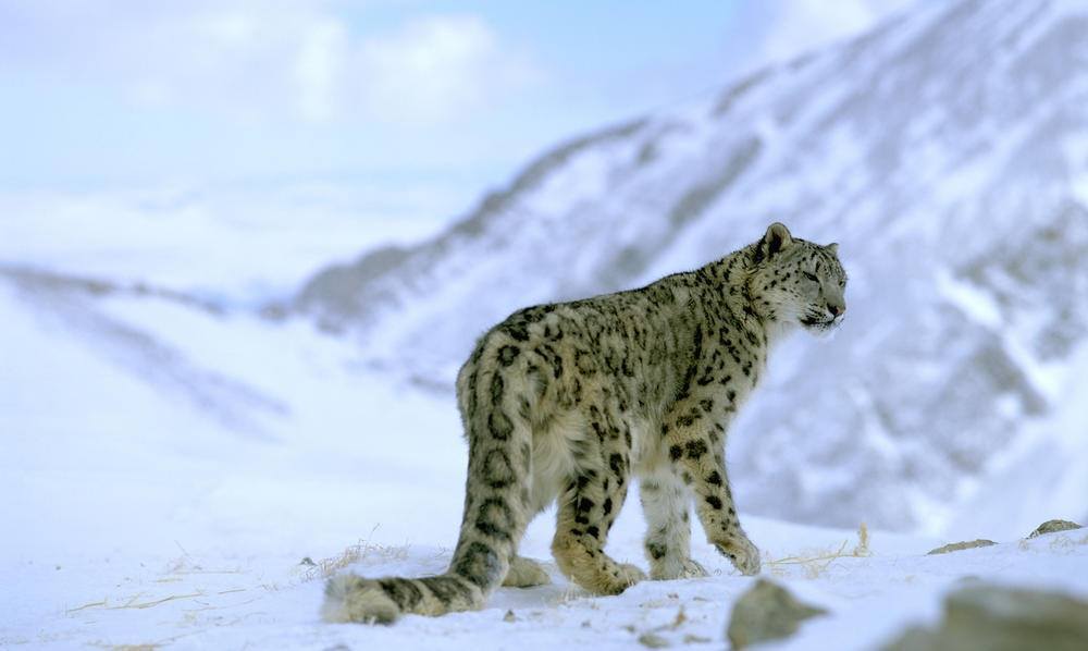 The Snow Leopard