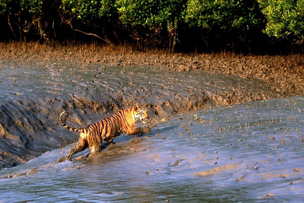 Tiger at Sunderbans