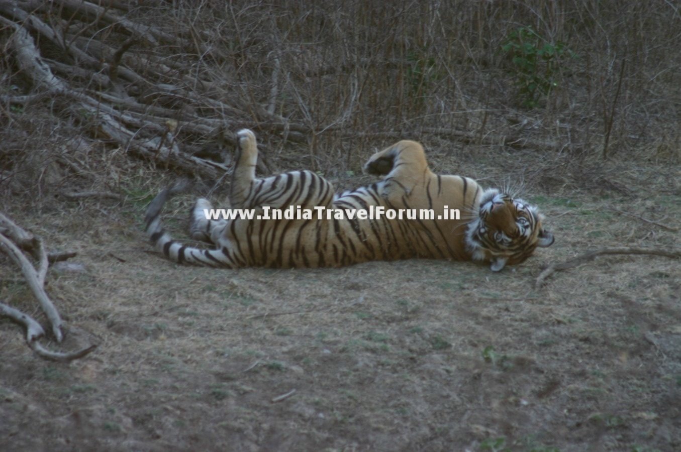 Tigress Playful At Ranthambore